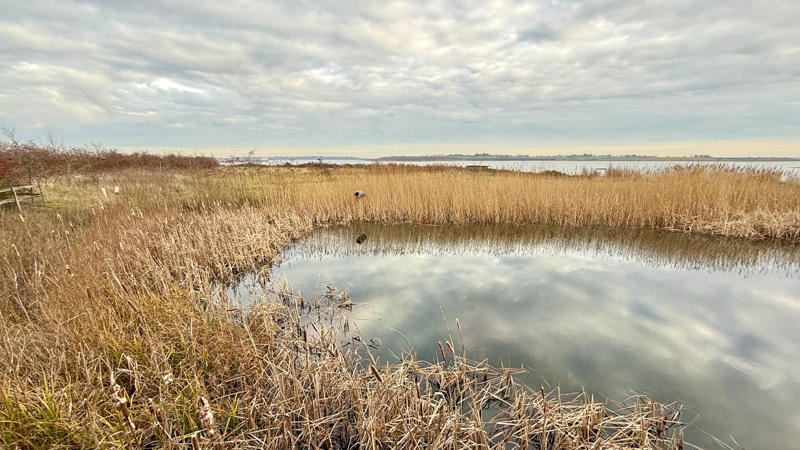 Abberton Reservoir reed beds